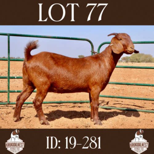 1 X OOI/EWE KROKODILNEST - S