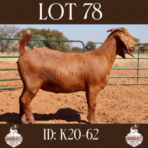 1 X OOI/EWE KROKODILNEST - PS