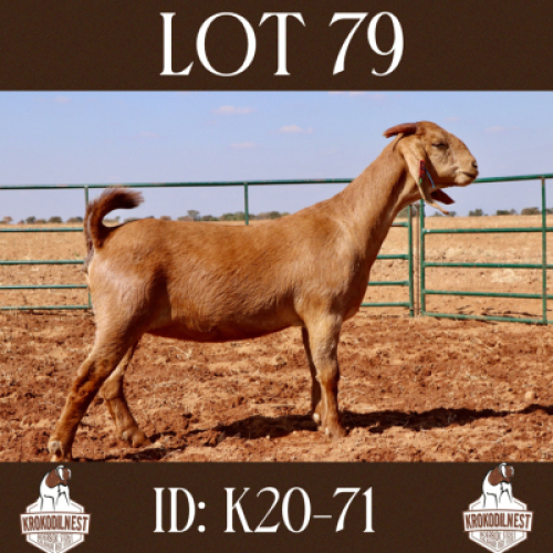 1 X OOI/EWE KROKODILNEST - PS