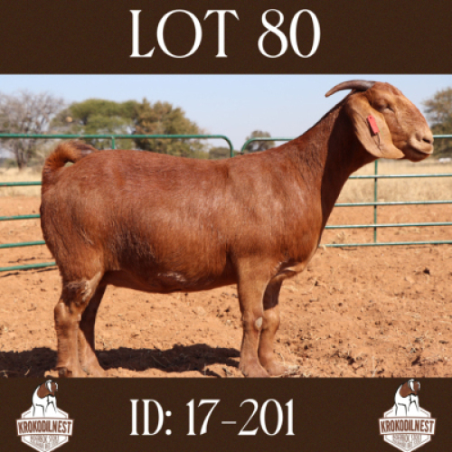 1 X OOI/EWE KROKODILNEST - S