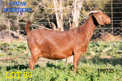 1 X OOI/EWE CMLW BOERDERY - F