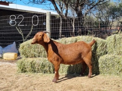 1 X OOI/EWE LEEUPOORT KALAHARI REDS - F