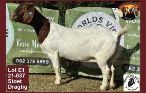 LOT 1 1X BOER GOAT EWE Worldsview