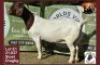 LOT 1 1X BOER GOAT EWE Worldsview