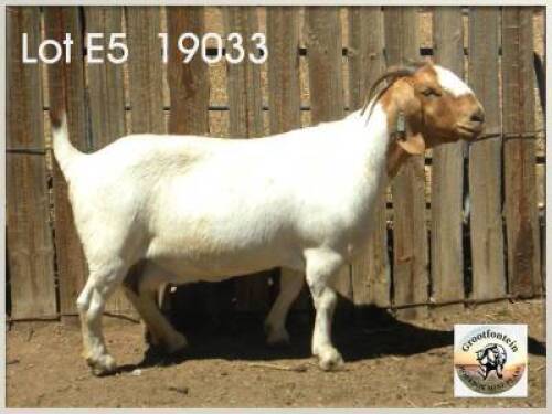 LOT 5 1X BOER GOAT EWE Grootfontein