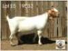 LOT 5 1X BOER GOAT EWE Grootfontein