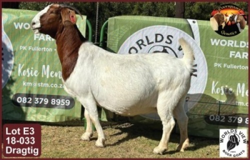 LOT 3 1X BOER GOAT EWE Worldsview