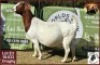 LOT 3 1X BOER GOAT EWE Worldsview