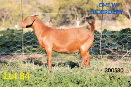 1 X OOI/EWE CMLW BOERDERY - PS
