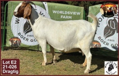 LOT 2 1X BOER GOAT EWE Worldsview