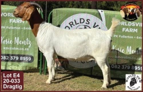 LOT 4 1X BOER GOAT EWE Worldsview