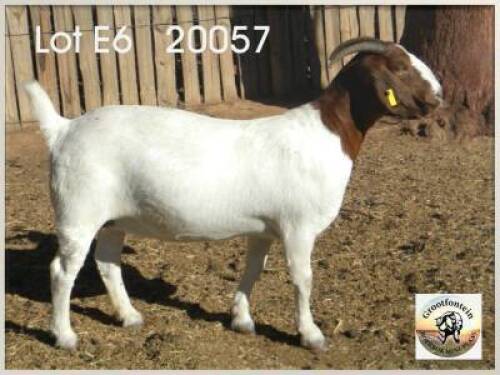 LOT 6 1X BOER GOAT EWE Grootfontein
