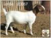 LOT 6 1X BOER GOAT EWE Grootfontein