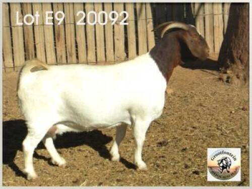 LOT 9 1X BOER GOAT EWE Grootfontein