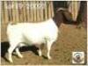 LOT 9 1X BOER GOAT EWE Grootfontein
