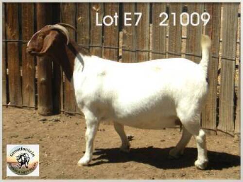 LOT 7 1X BOER GOAT EWE Grootfontein