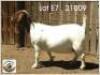 LOT 7 1X BOER GOAT EWE Grootfontein