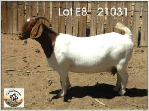 LOT 8 1X BOER GOAT EWE Grootfontein