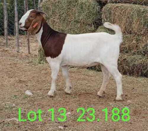 LOT 13 1X BOER GOAT EWE Paul Moore
