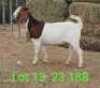 LOT 13 1X BOER GOAT EWE Paul Moore