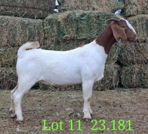 LOT 11 1X BOER GOAT EWE Paul Moore