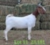 LOT 11 1X BOER GOAT EWE Paul Moore
