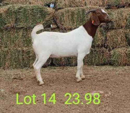 LOT 14 1X BOER GOAT EWE Paul Moore
