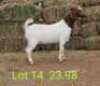 LOT 14 1X BOER GOAT EWE Paul Moore