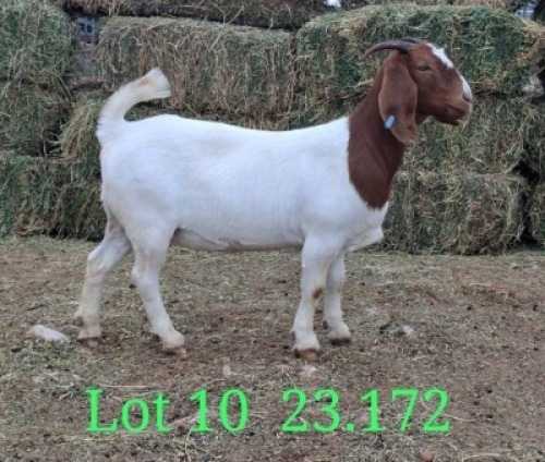 LOT 10 1X BOER GOAT EWE Paul Moore