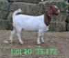 LOT 10 1X BOER GOAT EWE Paul Moore