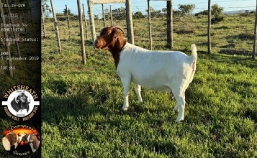 LOT 15 1X BOER GOAT EWE Whiteheath