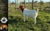 LOT 15 1X BOER GOAT EWE Whiteheath