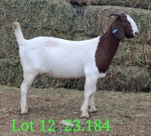 LOT 12 1X BOER GOAT EWE Paul Moore