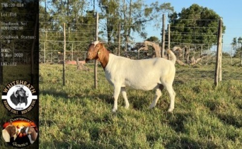 LOT 16 1X BOER GOAT EWE Whiteheath