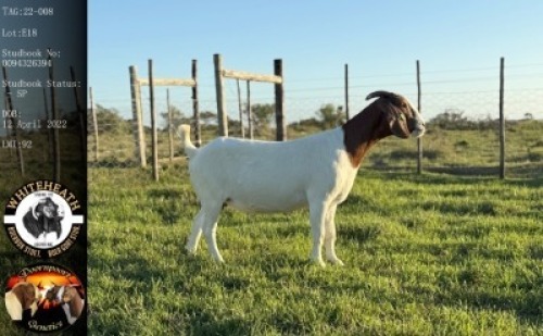 LOT 18 1X BOER GOAT EWE Whiteheath
