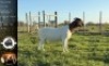 LOT 18 1X BOER GOAT EWE Whiteheath