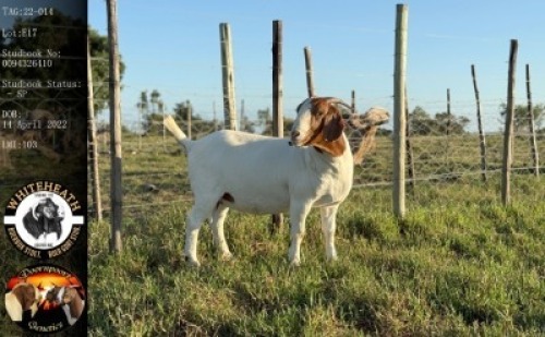LOT 17 1X BOER GOAT EWE Whiteheath