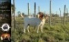 LOT 17 1X BOER GOAT EWE Whiteheath