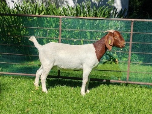 LOT 20 1X BOER GOAT EWE Garslands