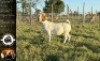 LOT 19 1X BOER GOAT EWE Whiteheath