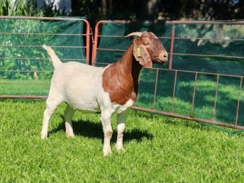 LOT 21 1X BOER GOAT EWE Garslands