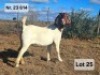 LOT 25 1X BOER GOAT EWE Prasperede