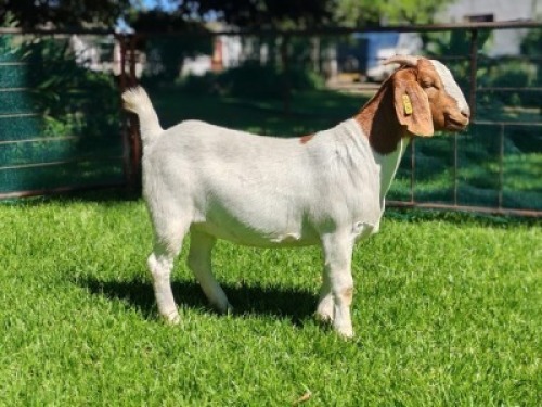 LOT 23 1X BOER GOAT EWE Garslands