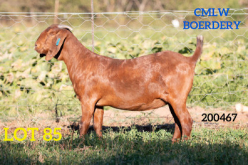 1 X OOI/EWE CMLW BOERDERY - S