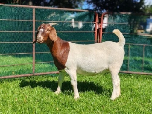 LOT 24 1X BOER GOAT EWE Garslands