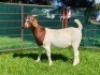 LOT 24 1X BOER GOAT EWE Garslands