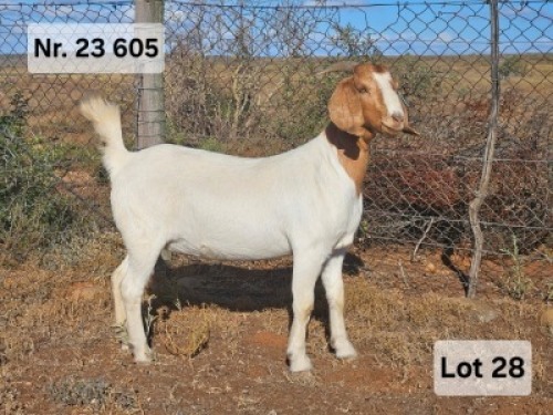 LOT 28 1X BOER GOAT EWE Prasperede