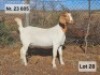 LOT 28 1X BOER GOAT EWE Prasperede