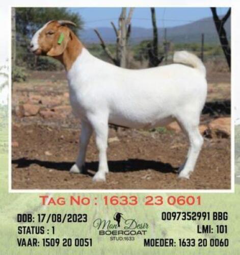 LOT 30 1X BOER GOAT EWE Mon Desir