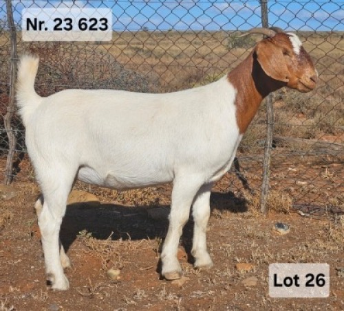 LOT 26 1X BOER GOAT EWE Prasperede
